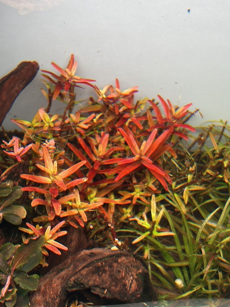 Rotala narrow leaf sp red