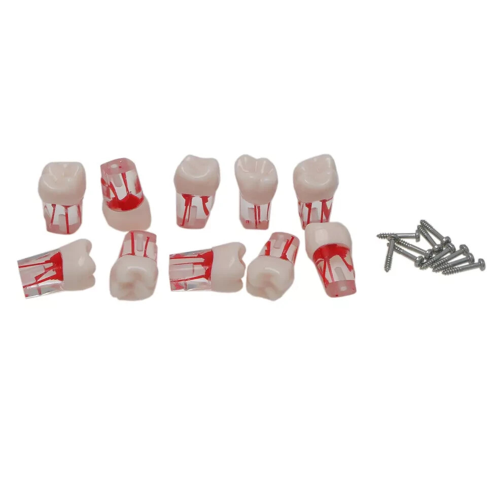 Dental Endo Root Canal Teeth Study Model #8006-26 RCT Practice Typodont