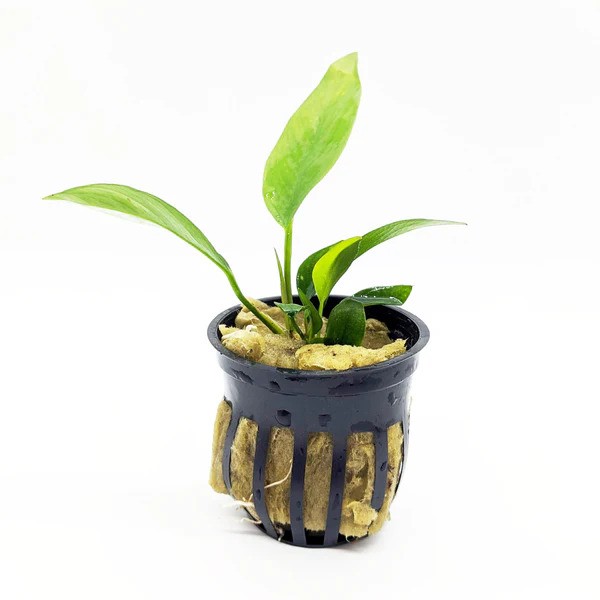 Anubias Nangi Bare Root