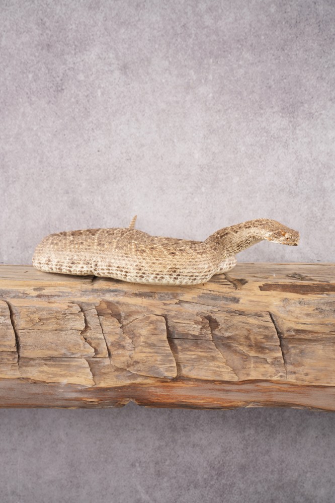 Rattle Snake SKU 3145