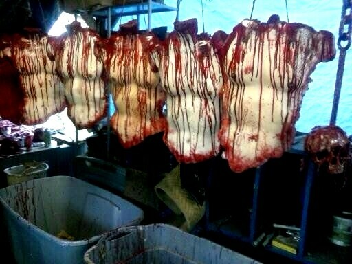 GORY SKINNED TORSO Halloween Props, OOAK by: MADMAT