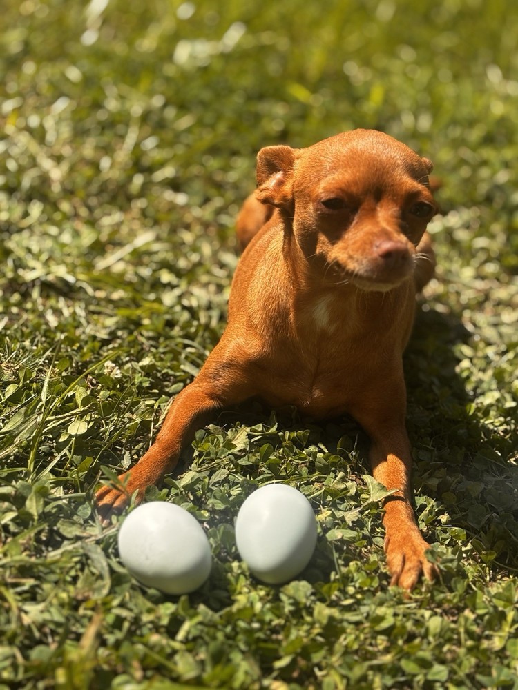 A++++ (10 ) Cream Legbar Fertilized Hatching Eggs!!