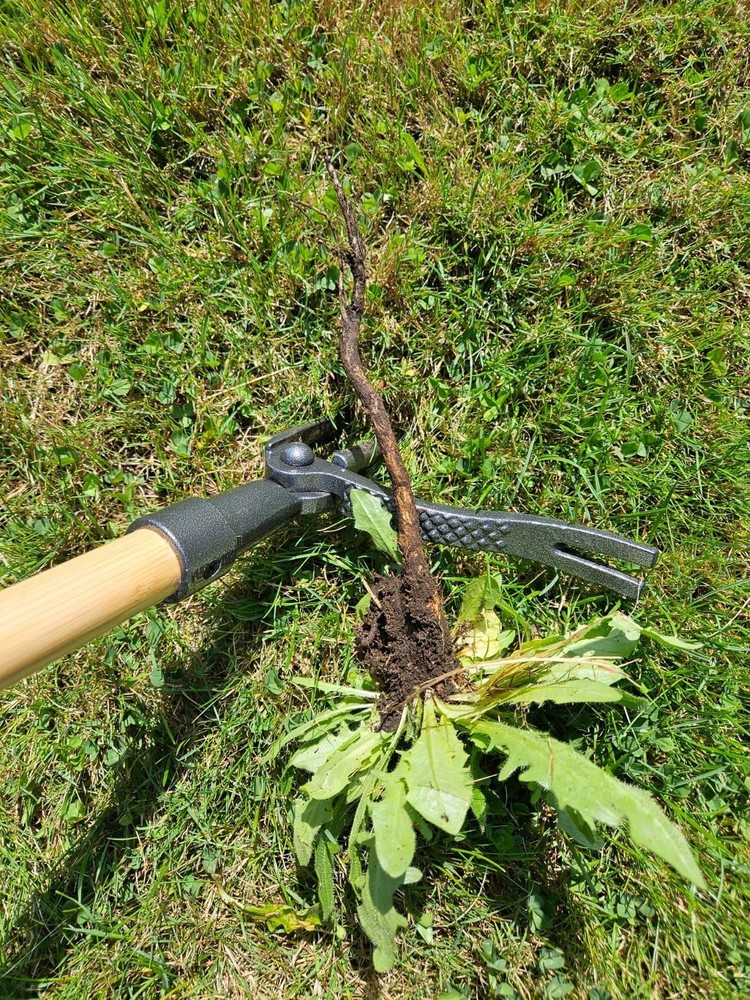 PullPro Long Handle Weed Puller Tool - 48" Classic Heavy Duty Hardwood Handle...
