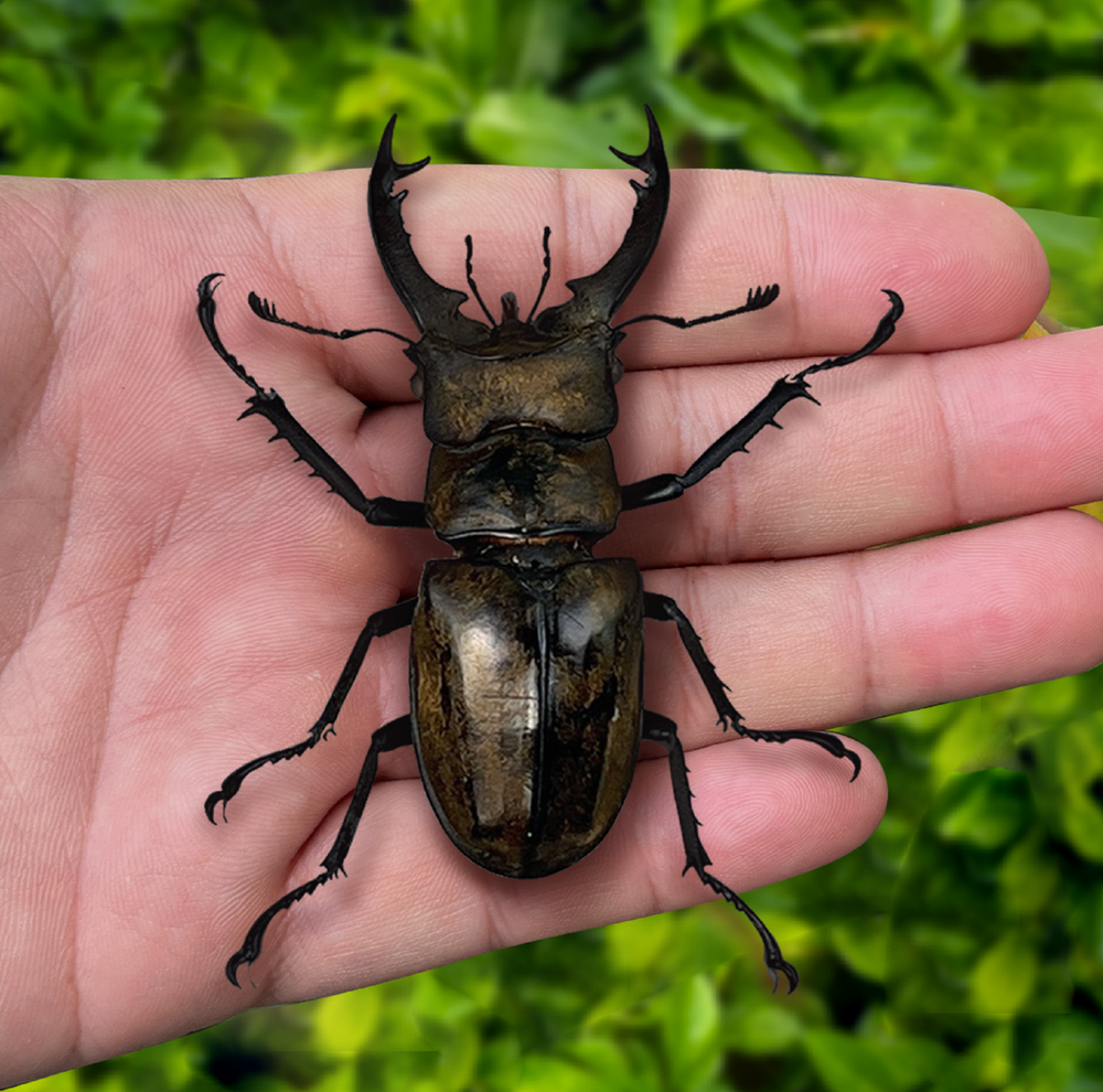 Insect Specimen Framed Lucanus Beetle Taxadermy Display Bug Oddities Preserved