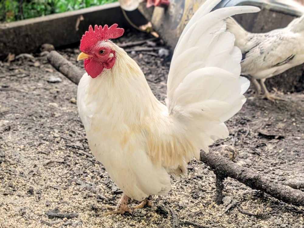 10++ eggs: Serama Bantam Chicken Hatching Eggs-Pocket, Teacup, Tiny