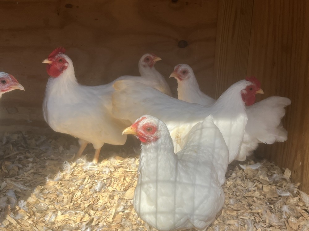 Assorted Bantam Hatching Eggs—Exhibition Line