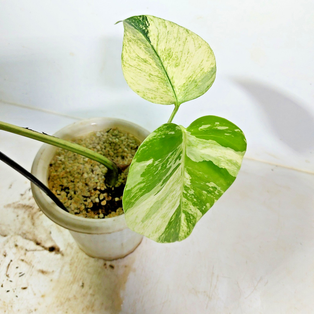 Monstera Deliciosa Mint Variegated Free Phyto