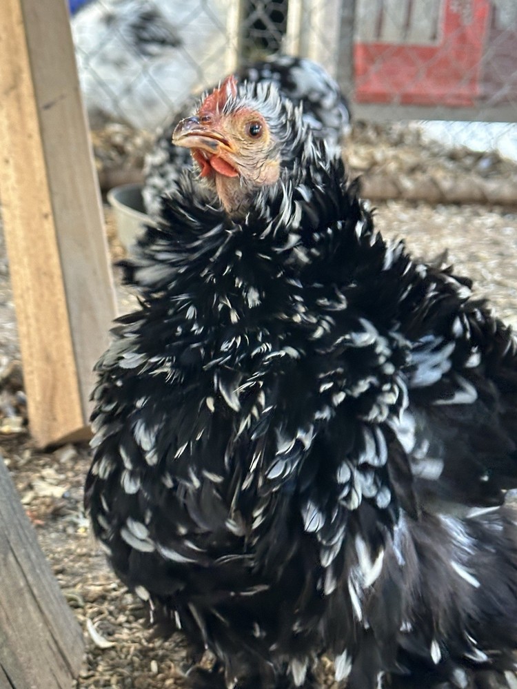 Bantam Cochin blue/black mottled Hatching Eggs