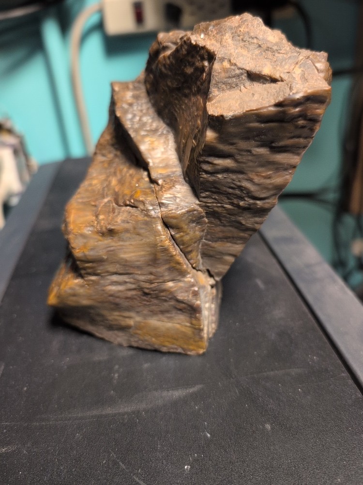 petrified wood slab polished