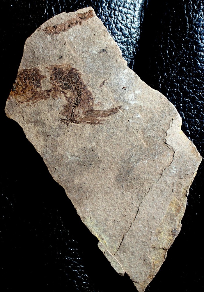 Clupea sp -  Oligocene fossil fish
