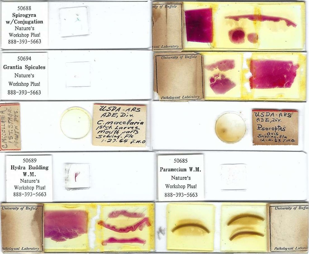 Assorted Microscope Slides (AL)