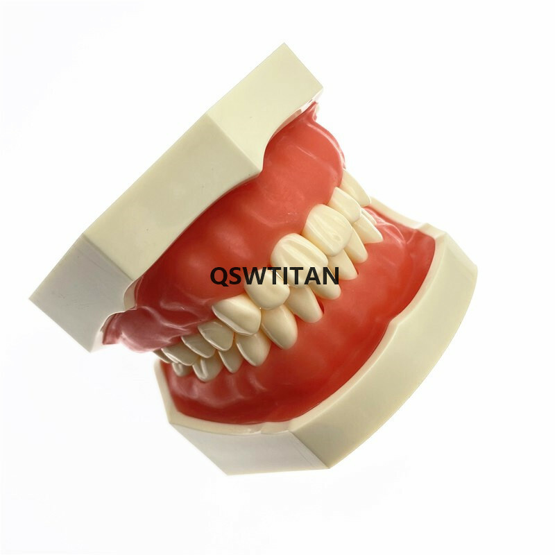 Dental teeth Model for Dental phantom head teeth model for Teaching tooth model