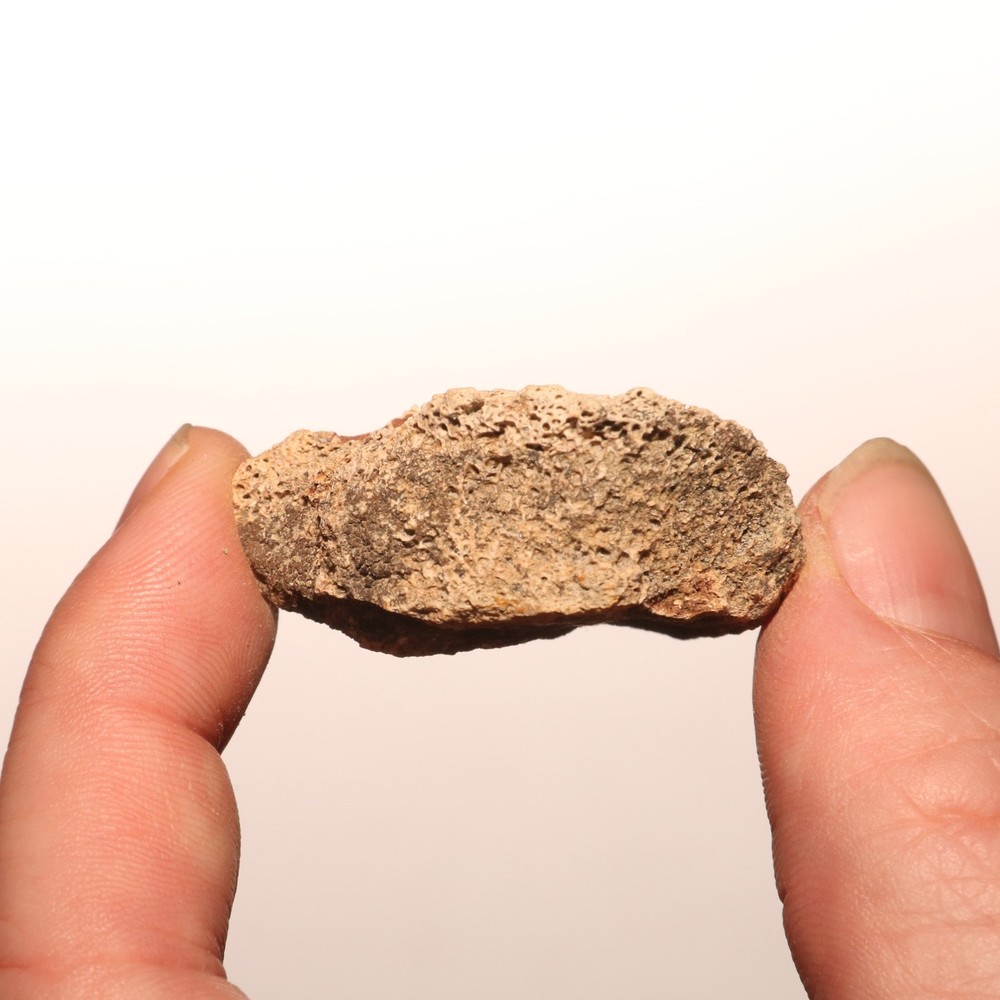 Dinosaur Vertebrae Process Predation Gnaw Bite - Hell Creek Formation Cretaceous