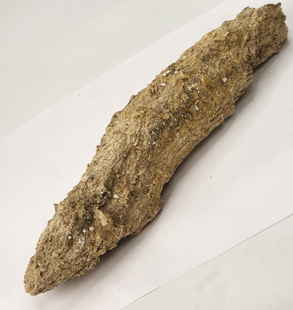 Petrified Wood Section - Florida