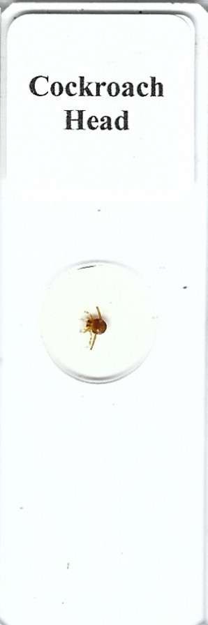 Cockroach Head Microscope Slide