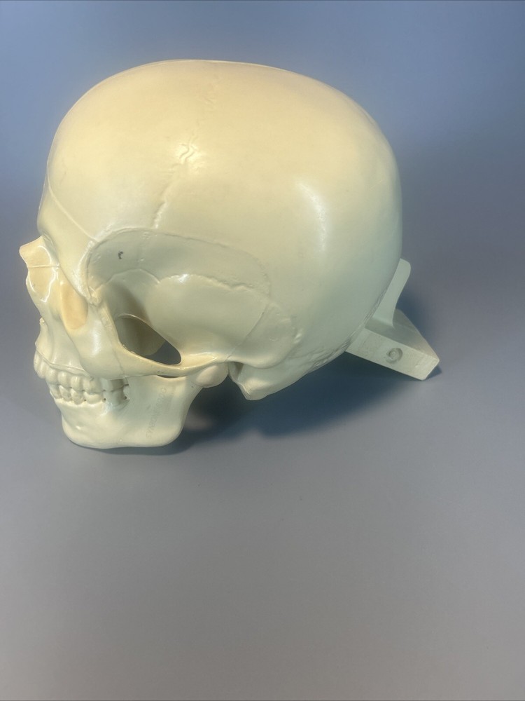 Synbone, Human Skull, Surgical, Training, Education,