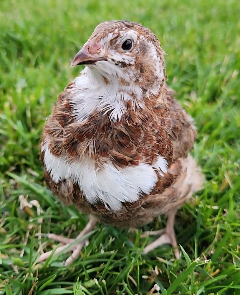 12+ Celadon Hatching Eggs