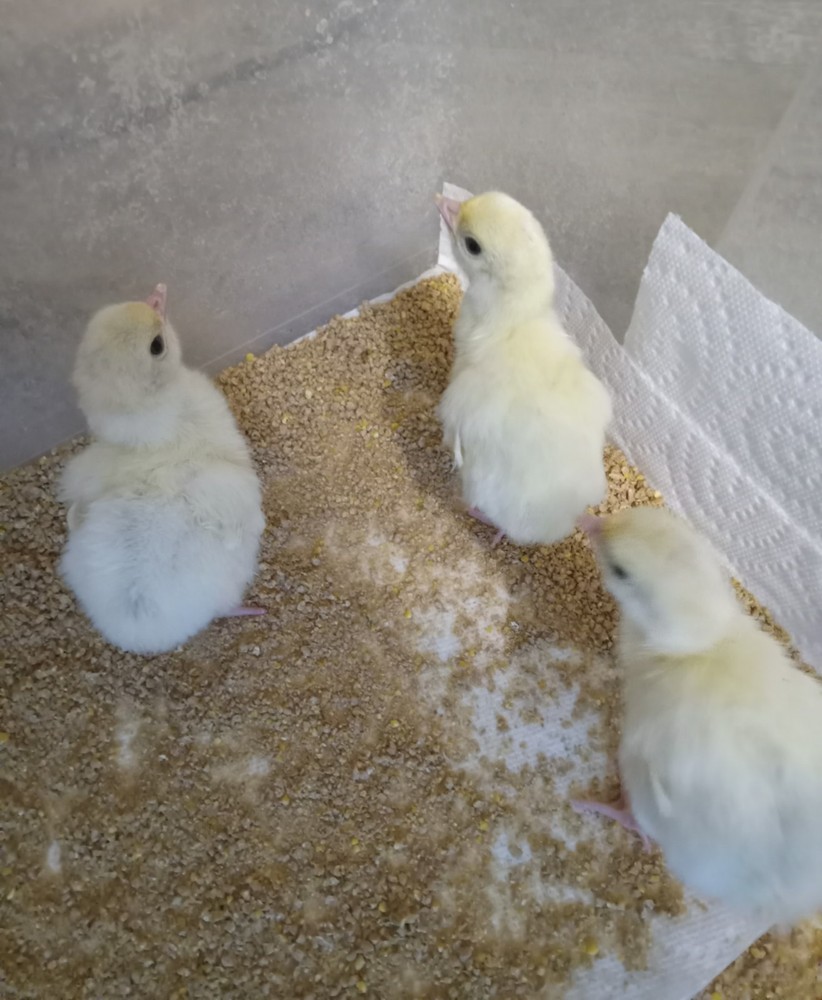 Pre Sale ! Fall Fire Turkey Hatching Eggs