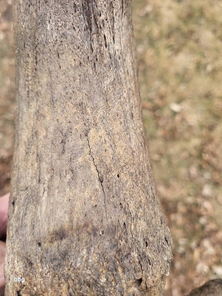 Historic Large Bison Horn Core Partial Skull river find