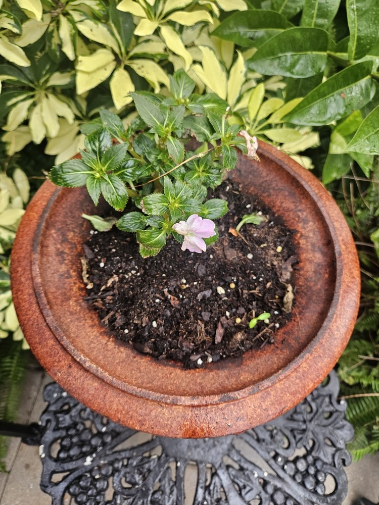 cast iron urn planter
