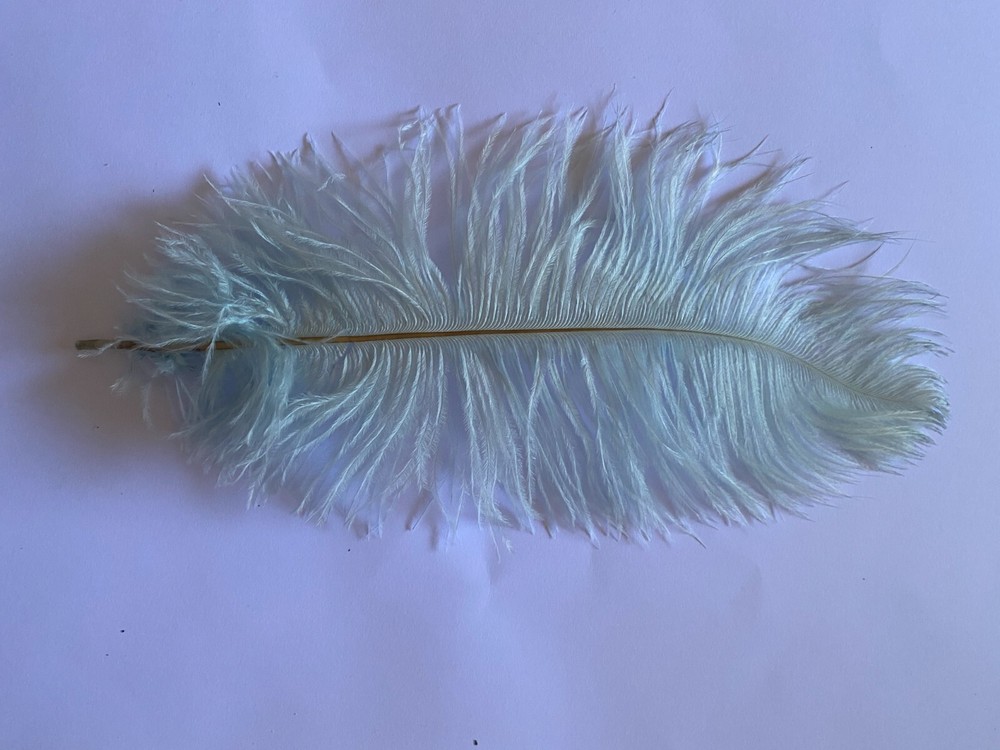 Ten (10 ) light blue first grade drab's ostrich feathers 28-32cm