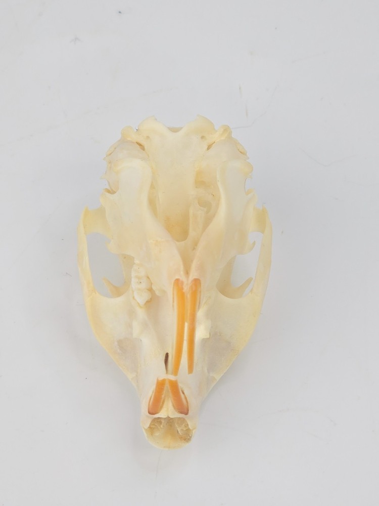 Real Fox Squirrel Skull - Sciurus niger - American Sourced - Non UV Reactive