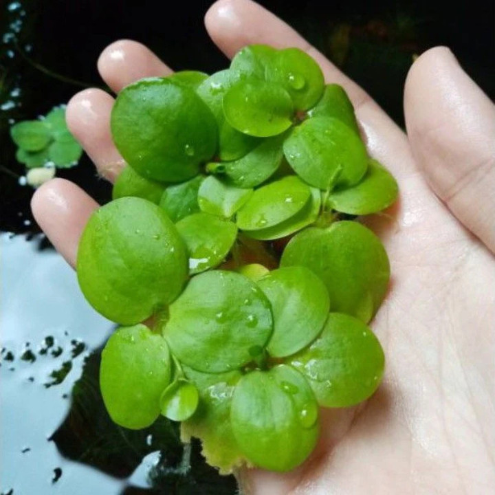 Floating Plant Combo Pack