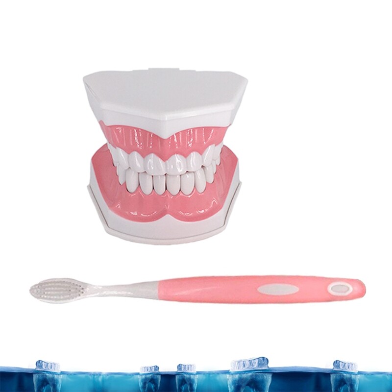 Dental Teaching Model with A Teeth Brush Dentist Educational Demonstration Tool