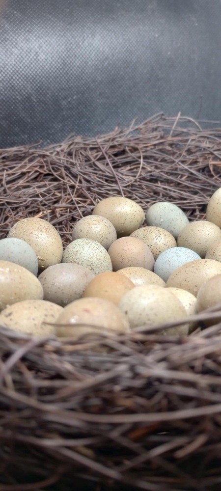 Button Quail Eggs. 2 Dozen Plus 1 Dozen Free NPIP/AI Clean