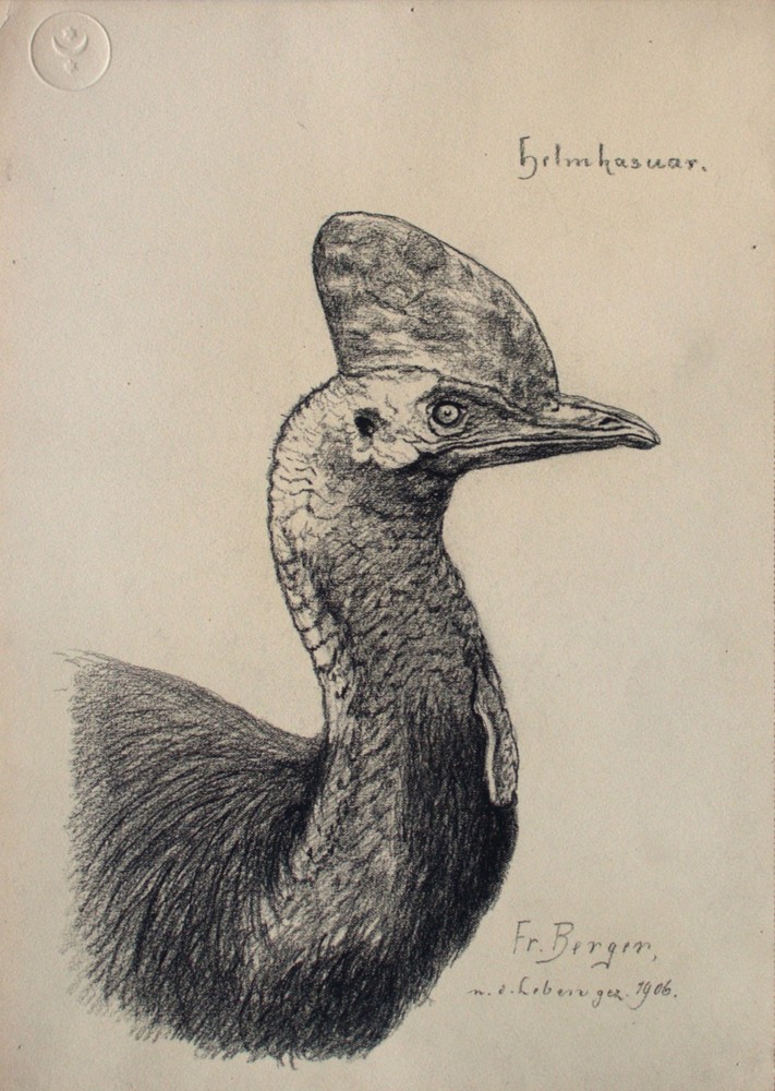 Fritz Berger Drawing Helmkasuar Coal Flinzer Impressionism Signed 1906