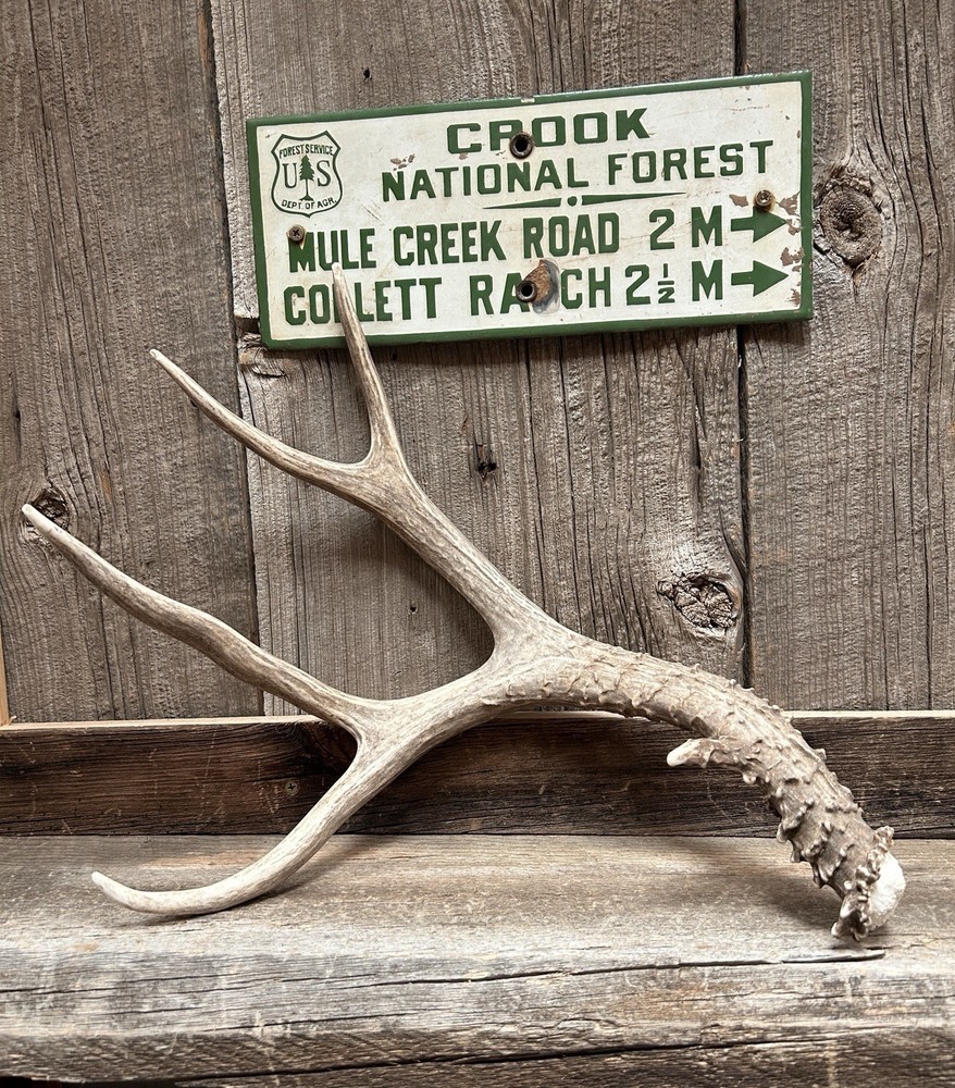 Mule Deer Shed ~ Deer Antlers