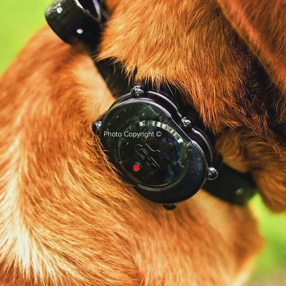 DT Systems Micro-iDT PLUS Expandable Dog Remote Trainer