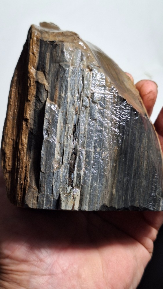 Agatized Petrified Wood