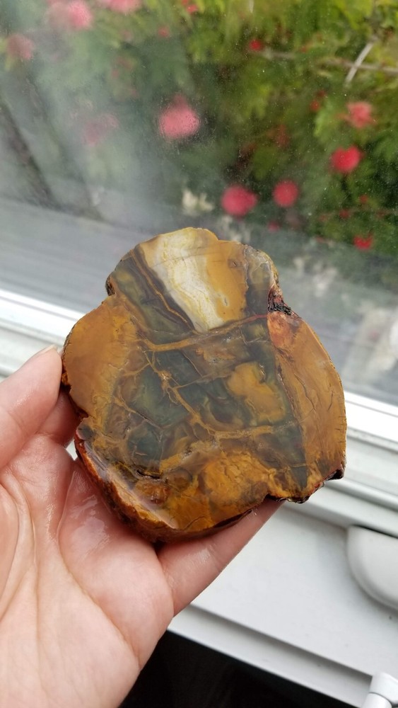 Petrified Wood Slab