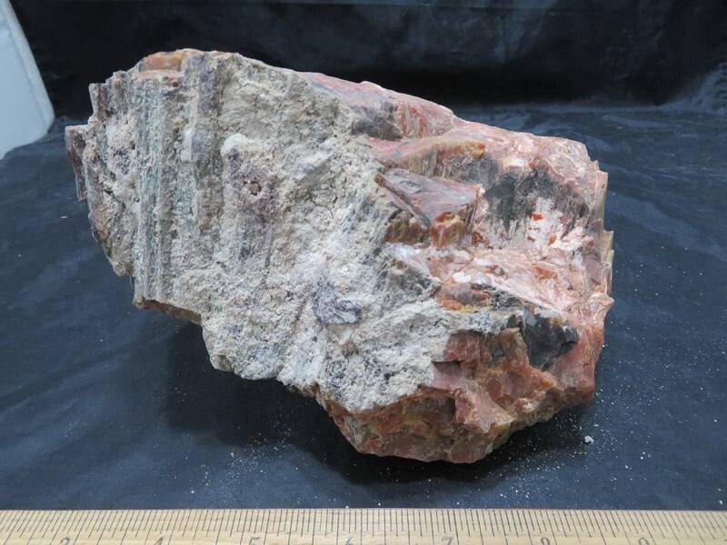 Petrified Wood 6 lbs & 13 ozs