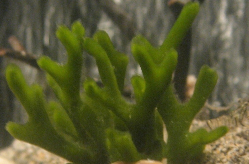Live Codium Macroalgae 2" Frag/Reef/ Refugium