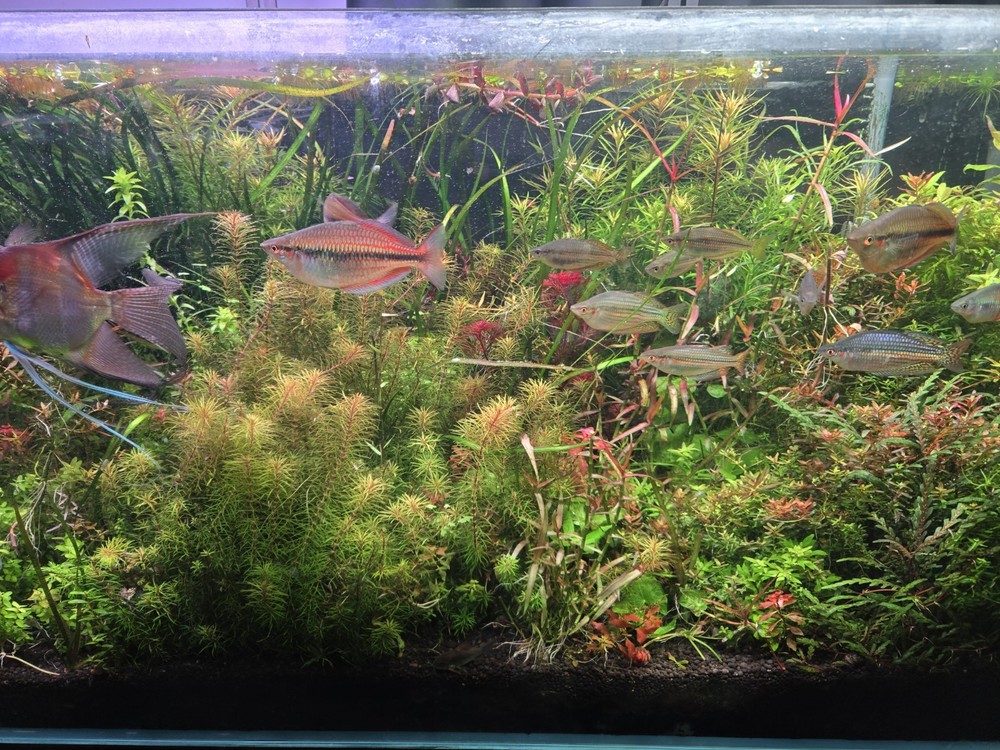 Aquatic Plant Pack 25 Stems