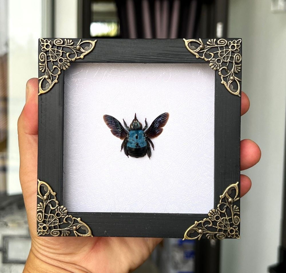 Preserved Blue Carpenter Bee Framed Insect Curiosities And Oddities Decor