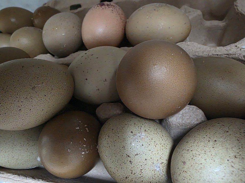 6+ F4 Generation Olive Hatching Eggs – BCM 2nd Gen Breed Back/ Silverrudd Splash