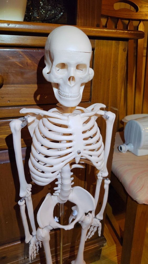 Anatomical Human Skeleton Model Educational Display & Decor