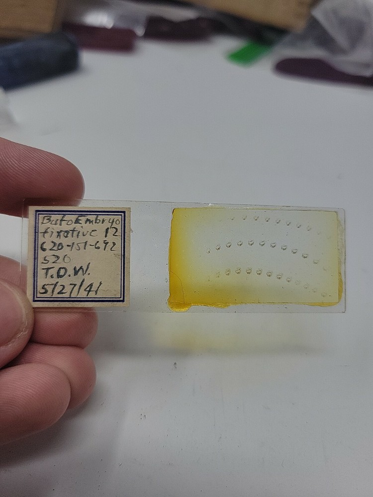 Vintage Microscope Slide 1941