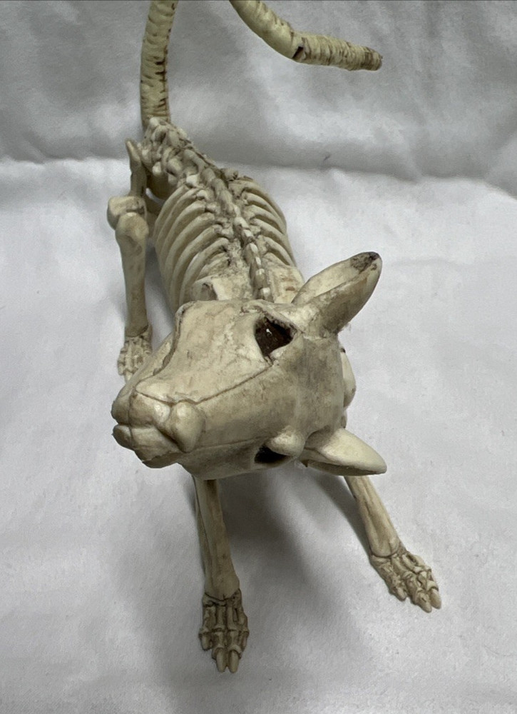Halloween Decoration Prop Rat Skeleton Plastic Posable Tail Head Turns Jaw Opens