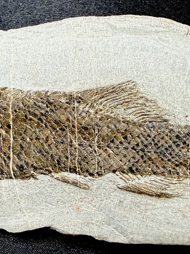 fossil fish ，perleidus, Jurong China