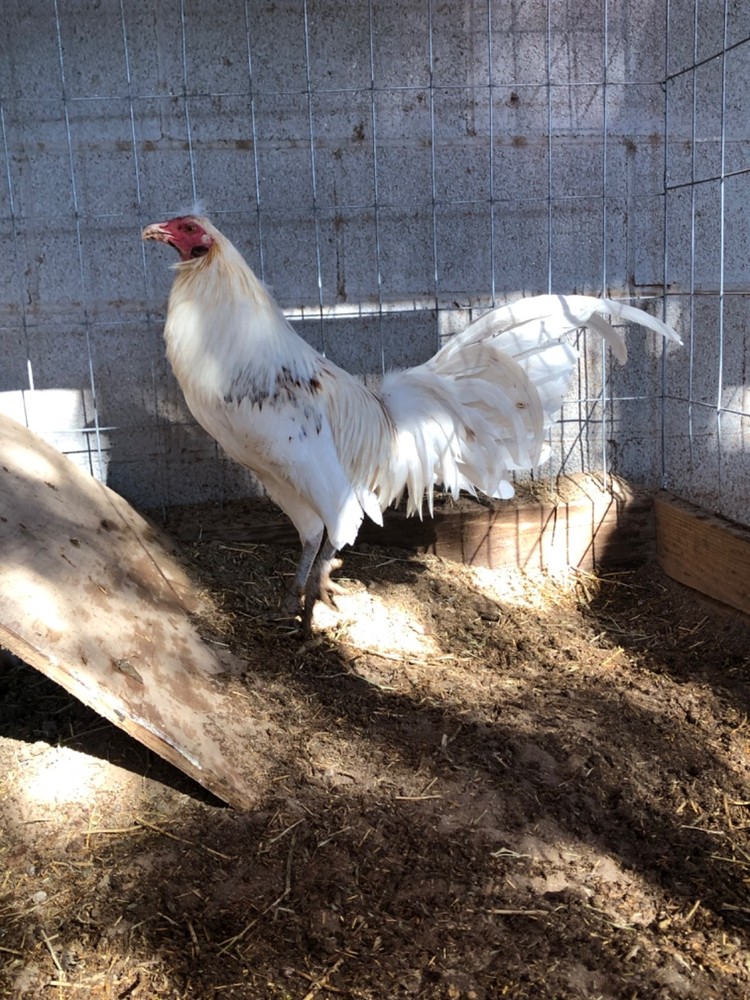 8 Mugs Hatching Eggs Eggs