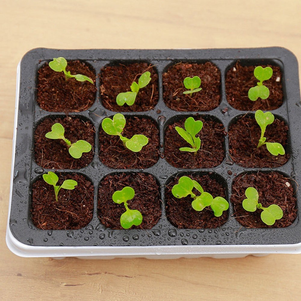 6 Pcs Plant Germination Trays Plastic Growing Boxes for Gardening Use