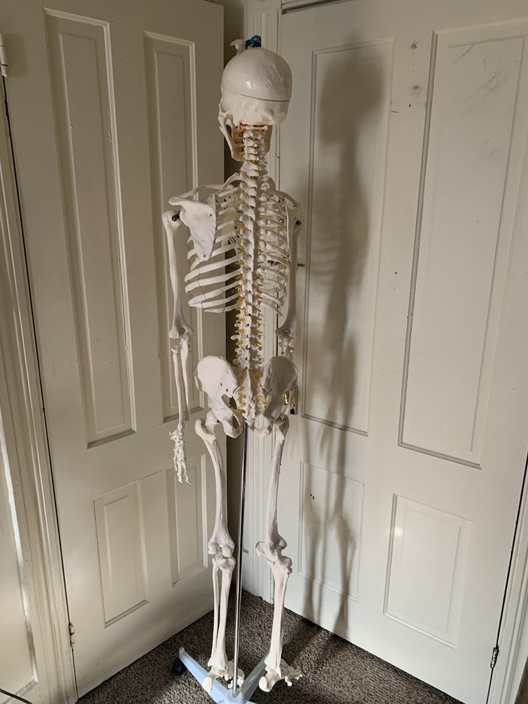 Fantastic Human Skeleton Model