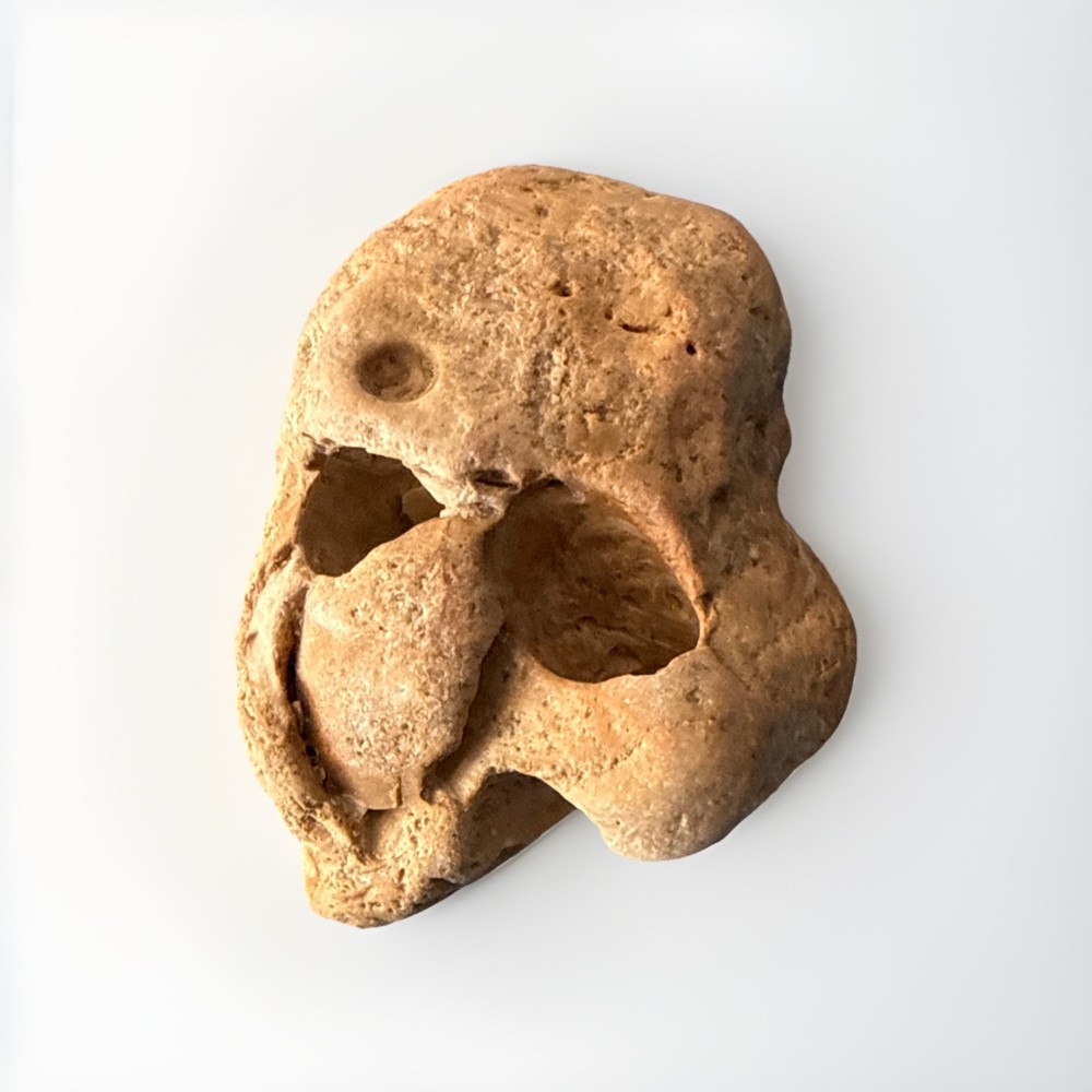 Natural Skull Shaped Hag Stone Collectable