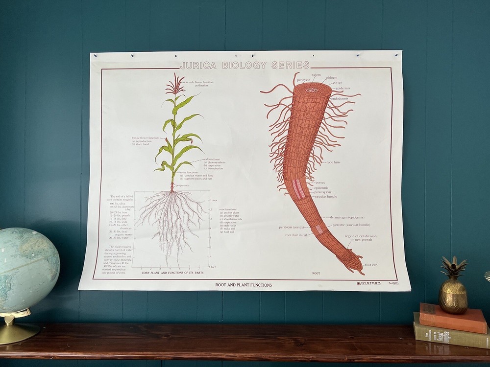 Vintage Science Biology Classroom Chart Poster - Liverwort & Root/Plant Function