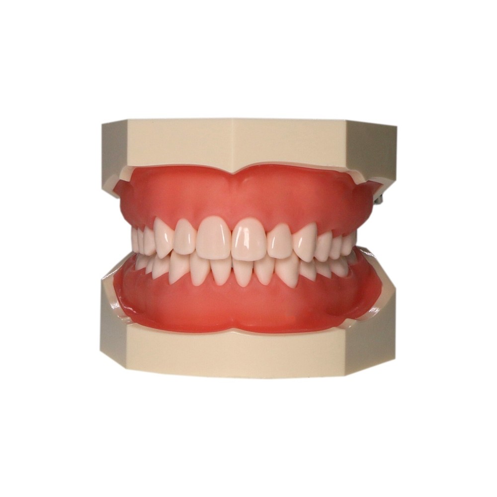 Dental Typodont Teeth Model Kilgore NISSIN 200 Type Removeable Teeth 28 Pcs