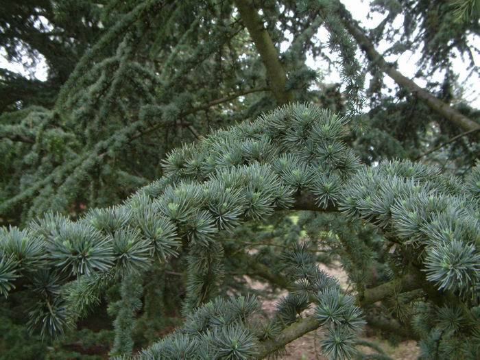 Cedrus libani CEDAR OF LEBANON Seeds!